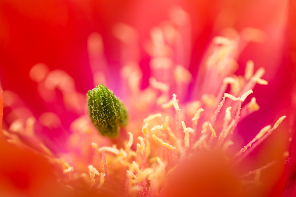 Plants