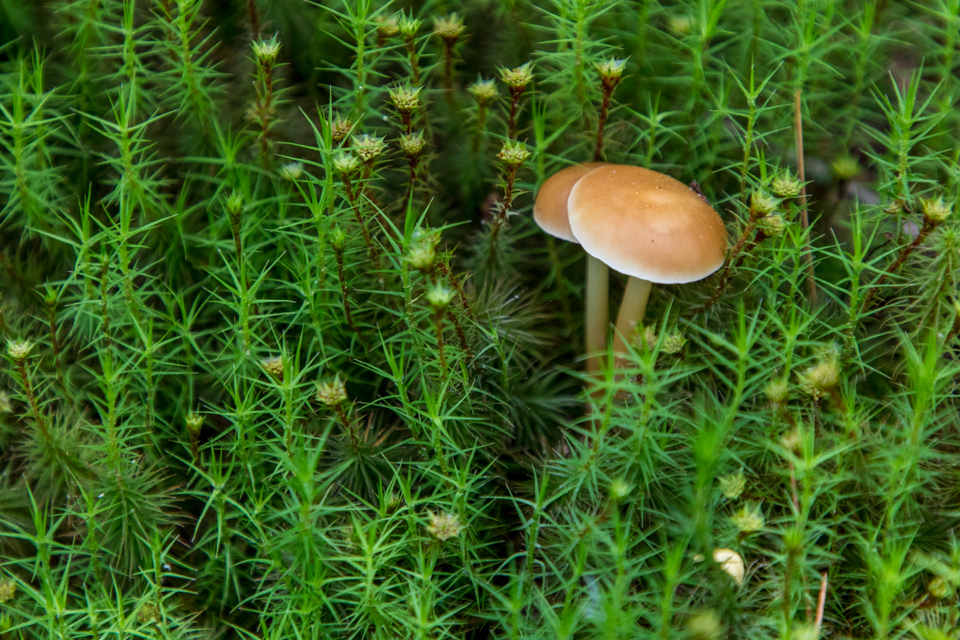 Plants