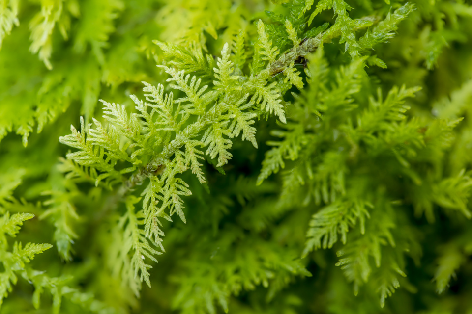 Plants