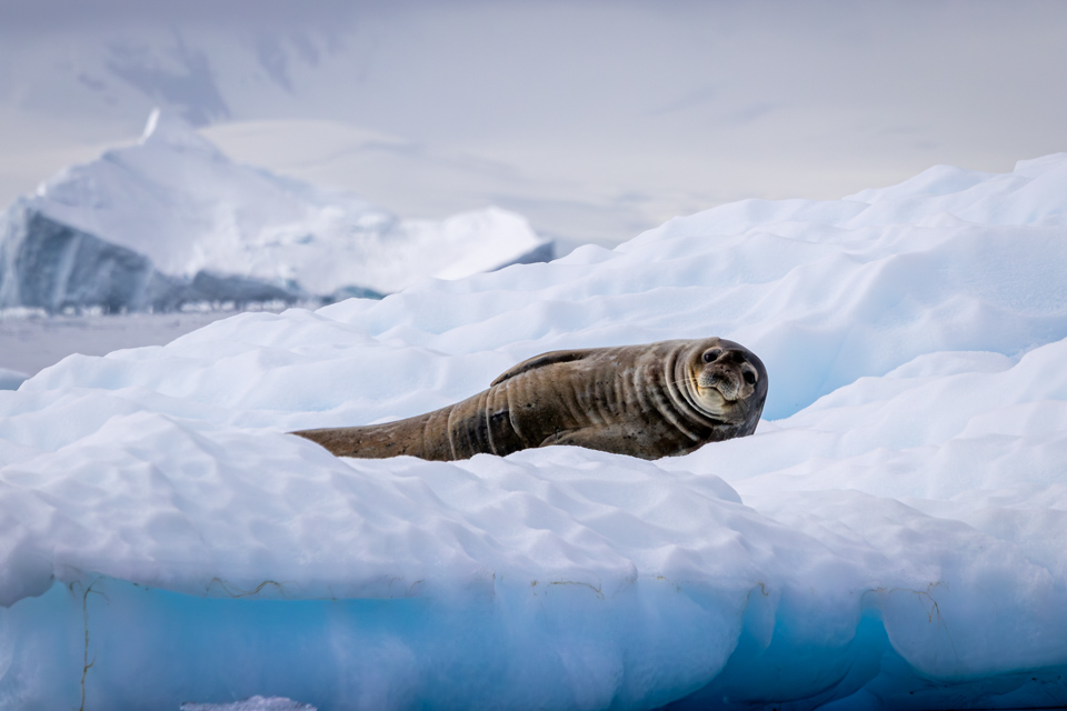 Big Seal