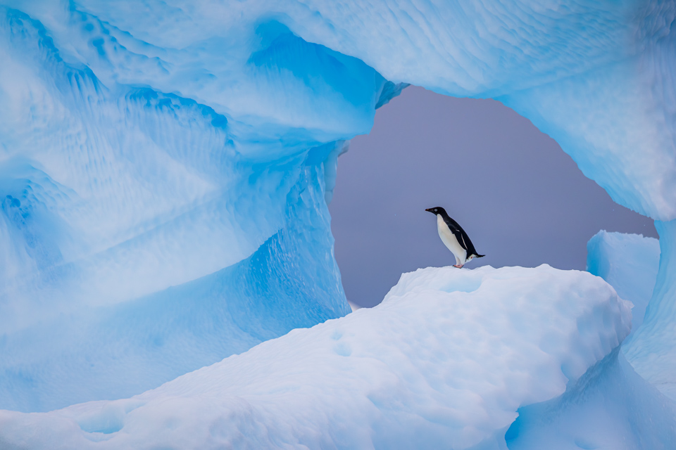 Penguin Window